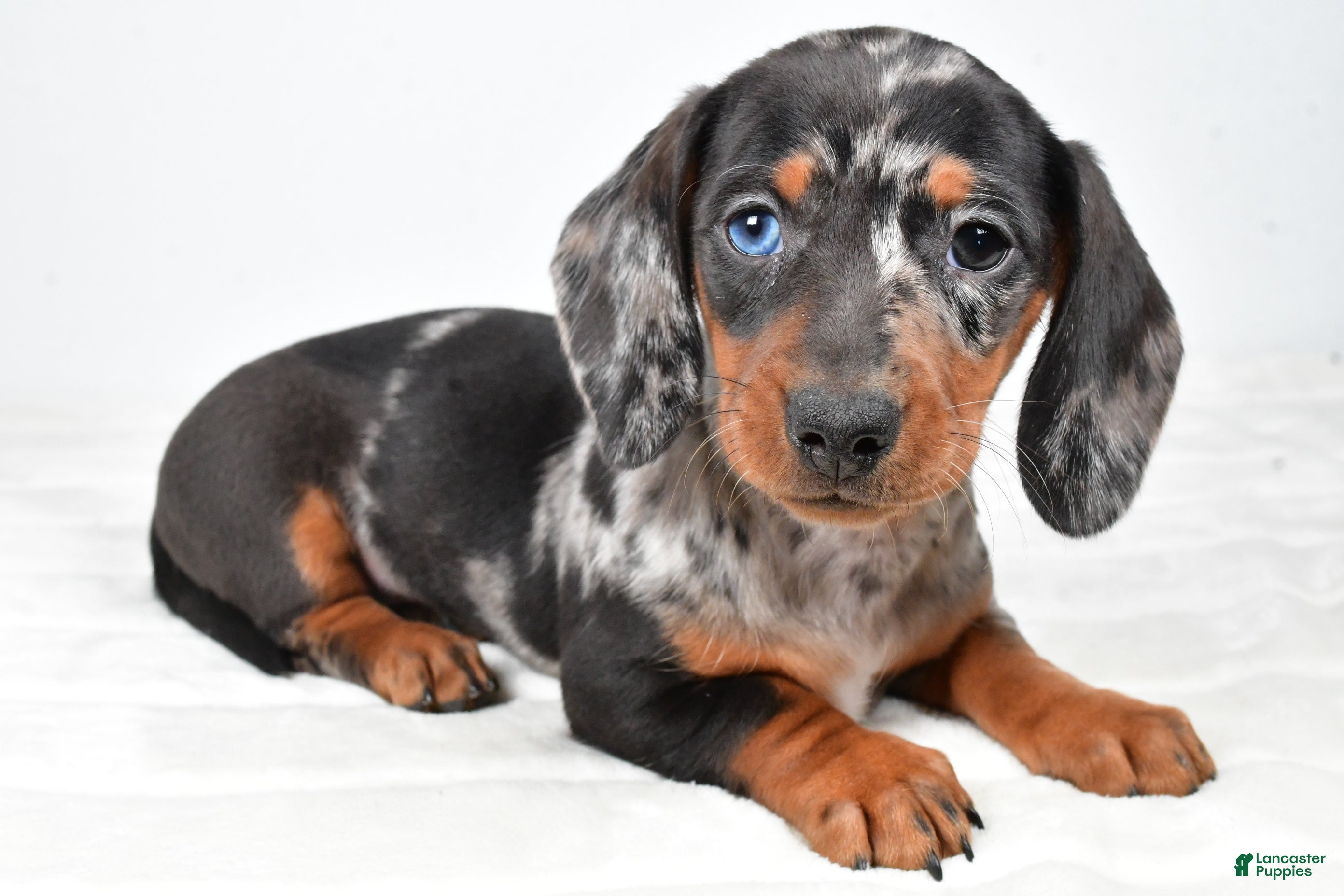 Miniature Dachshund dogs Piper - Ad 40