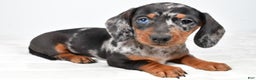 Miniature Dachshund dogs for sale: Piper - Ad 1