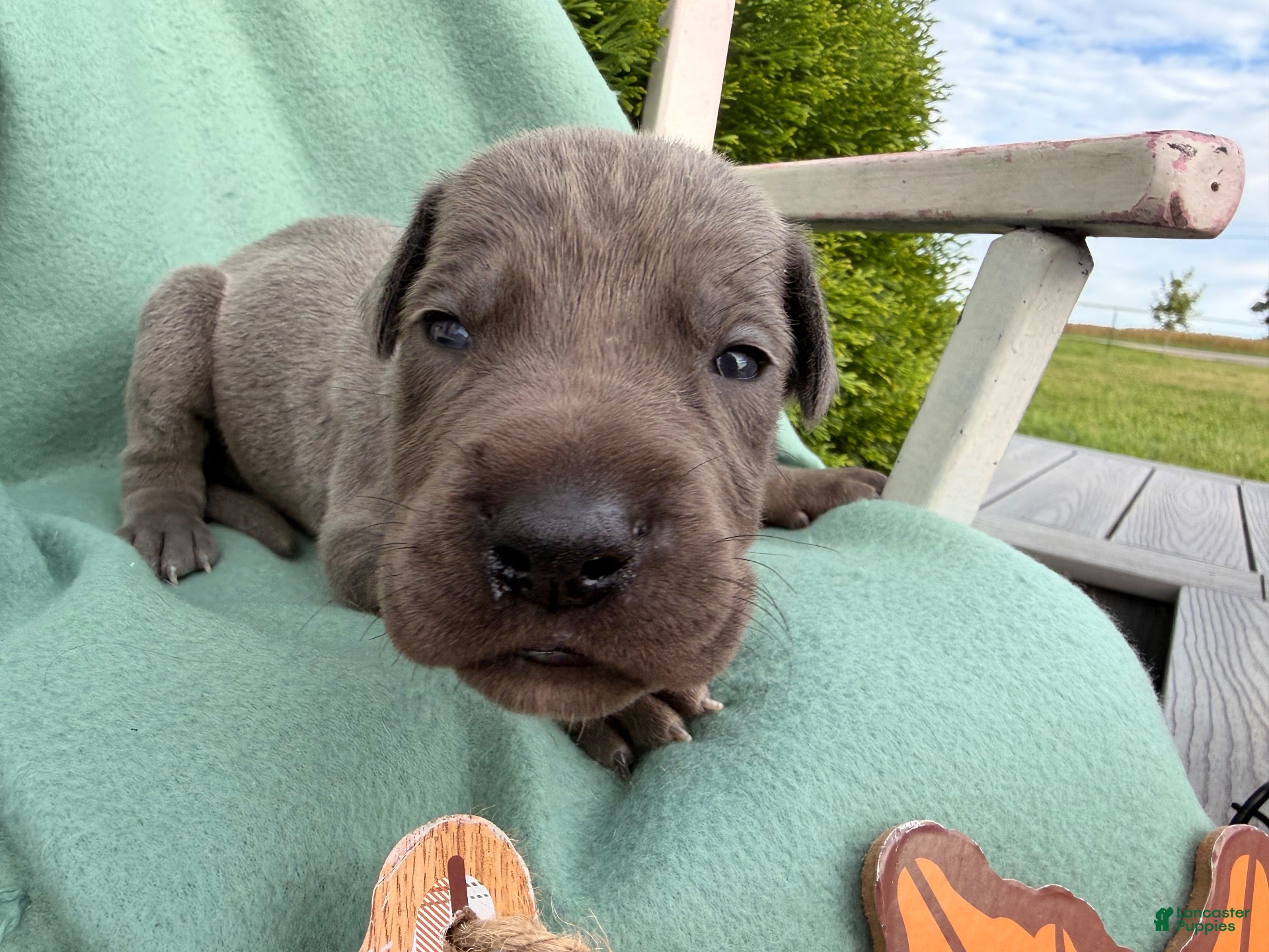 Great Dane dogs Oliver  - Ad 2