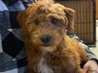 Mini Goldendoodle dogs Lexi - Ad 17