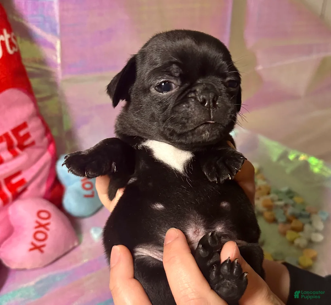 Pug dogs for sale: Oreo - Ad 3