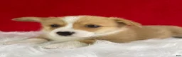 Welsh Corgi Pembroke dogs for sale: Thor - Ad 7