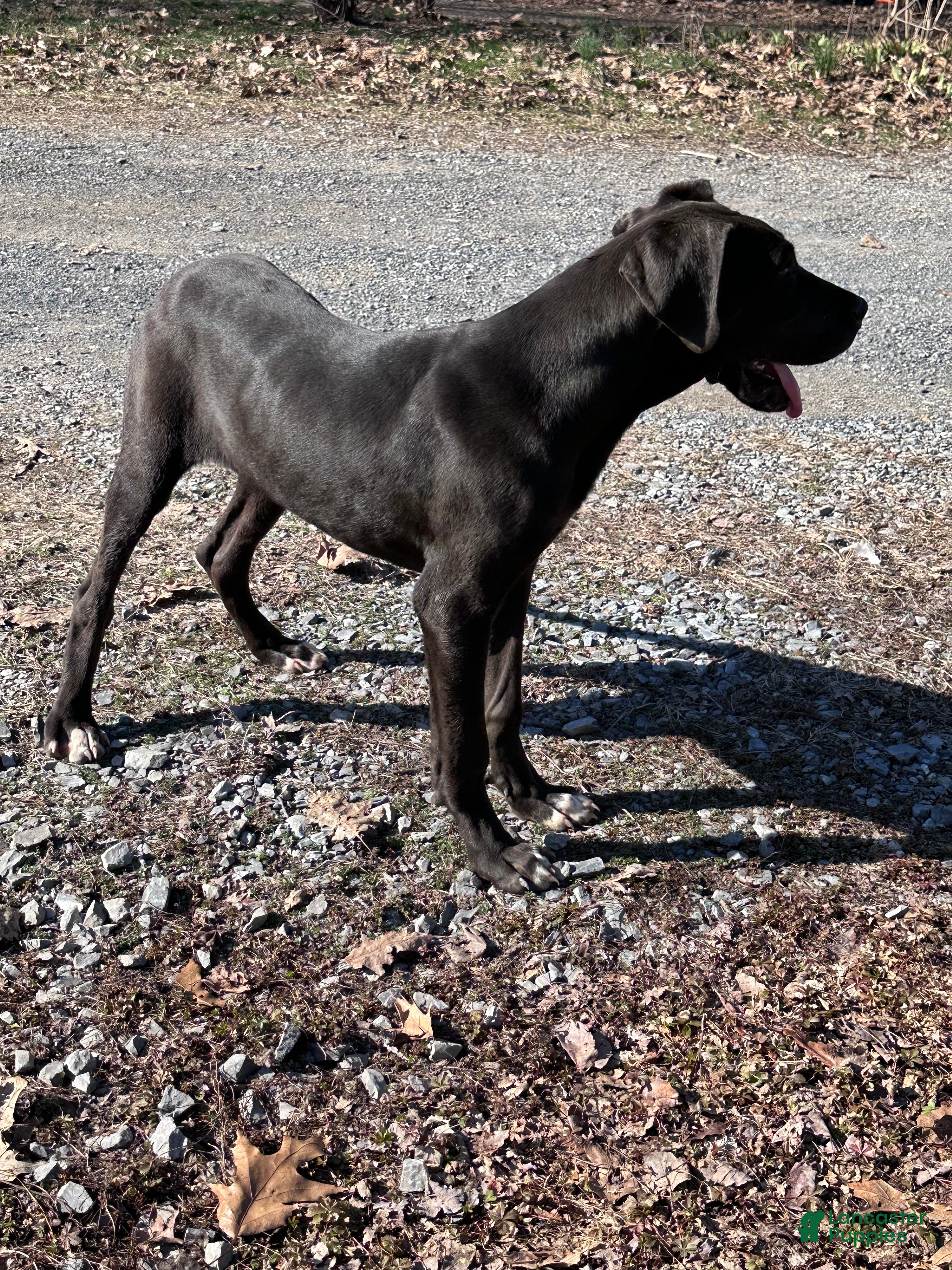 Great Dane dogs Shadow  - Ad 1