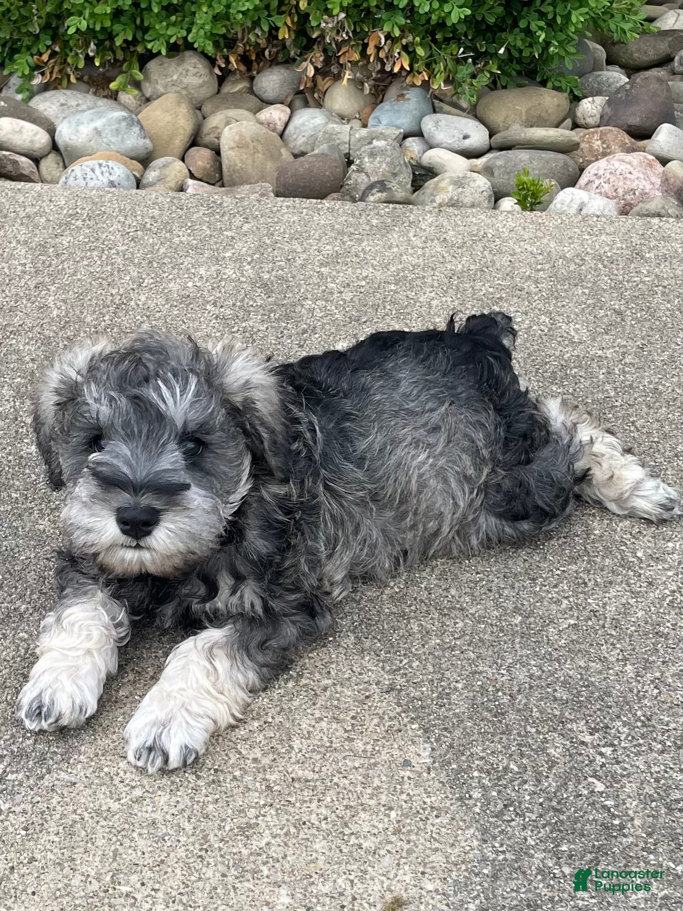 Miniature Schnauzer dogs Miniature Schnauzer Puppy 3 Murphy - Ad 1