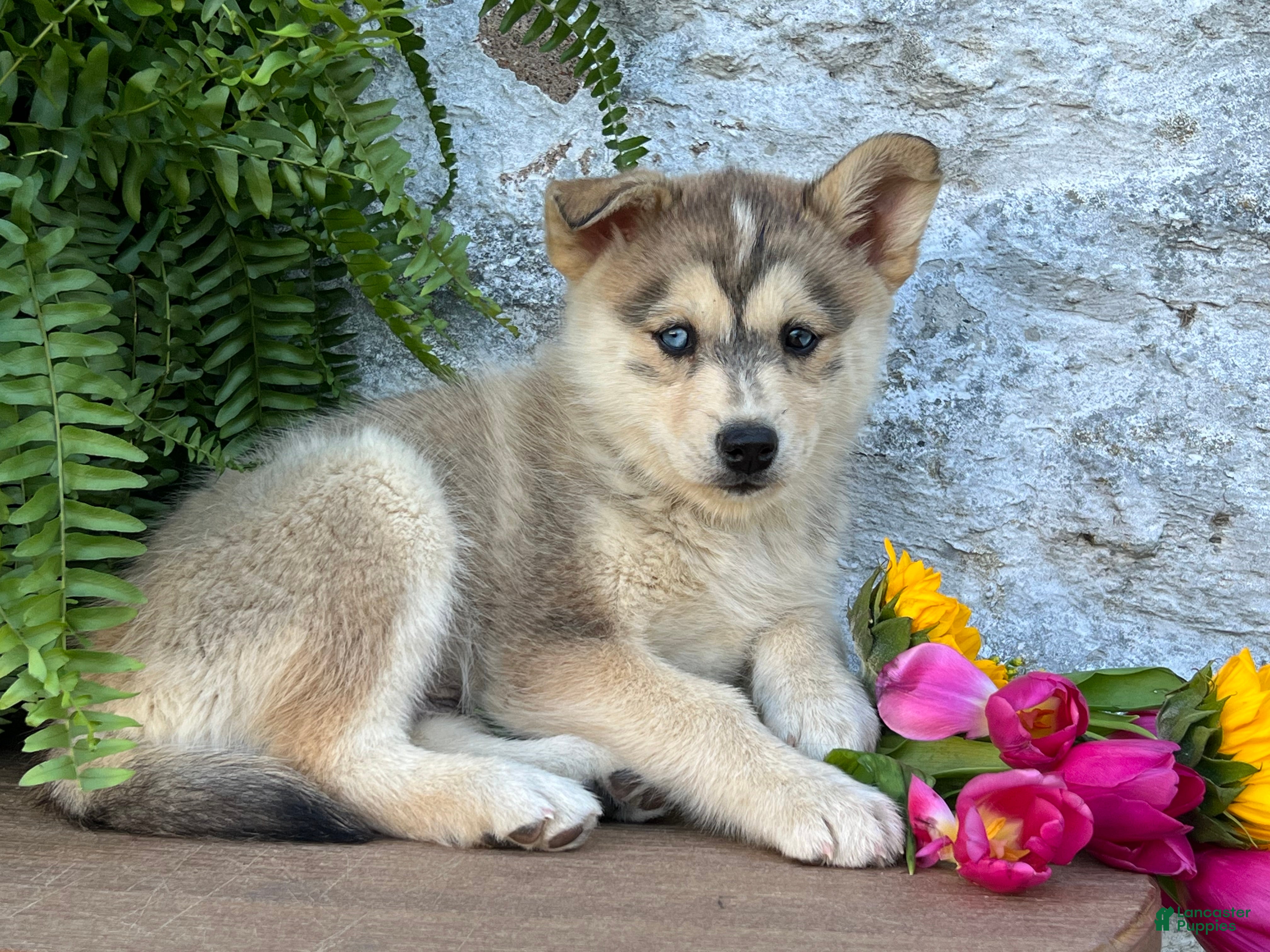 Pomsky dogs Penny - Ad 2