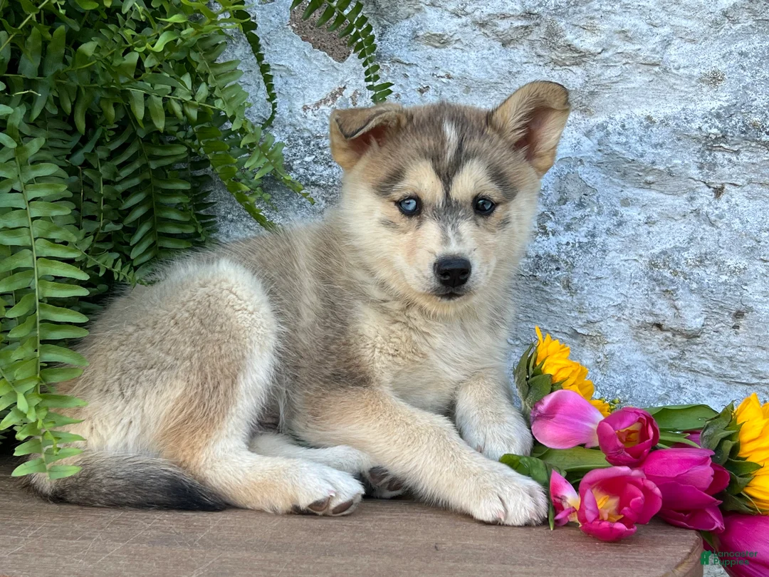 Pomsky dogs for sale: Penny - Ad 2