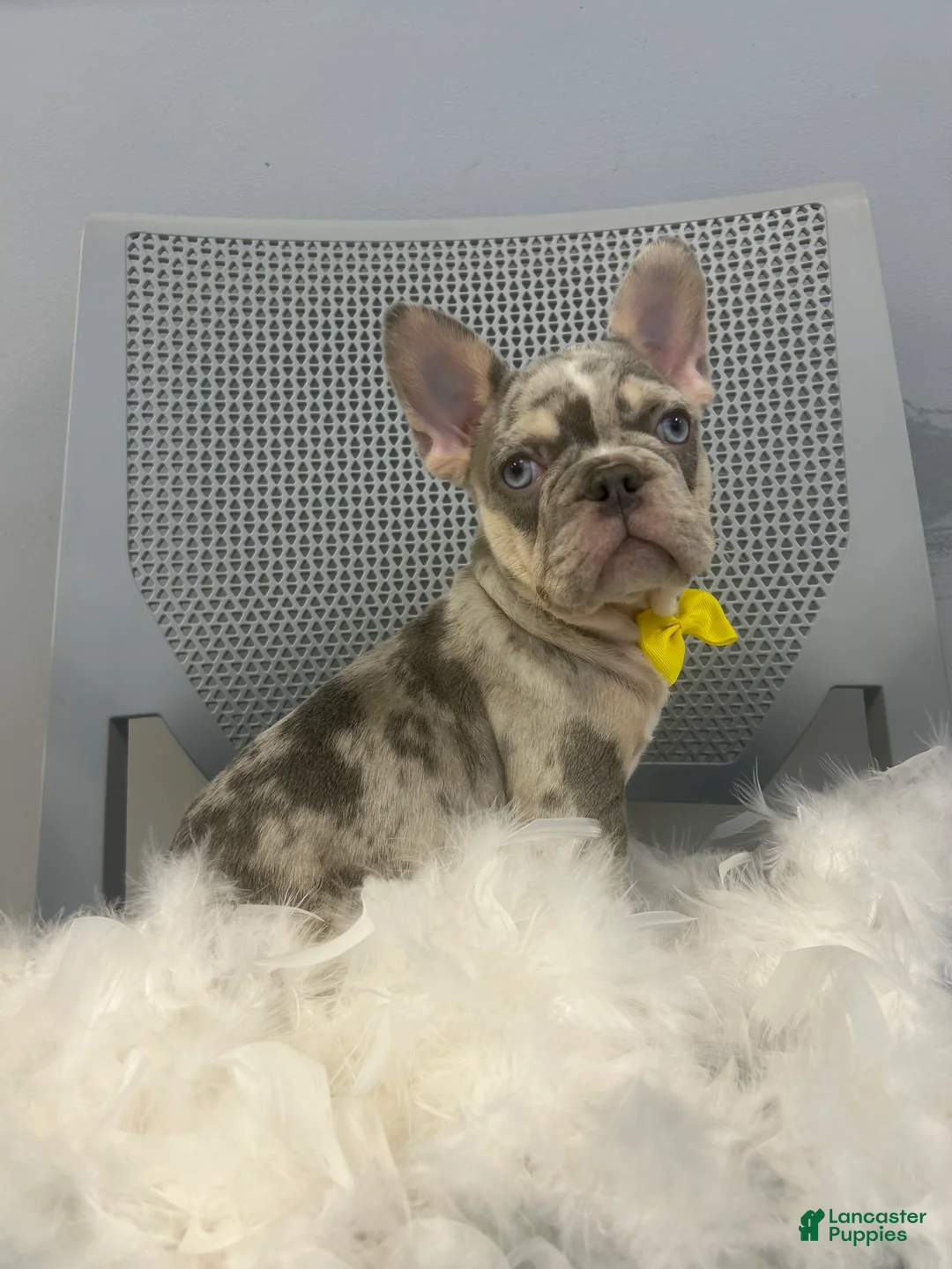 French Bulldog dogs for sale: French Bulldog Puppy 2 - Ad 3