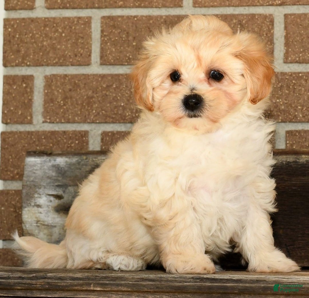 Gold Coast Cheap Moodle Puppies For Sale Maltipoo Puppies For Sale