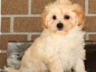 Maltipoo dogs - Ad 34