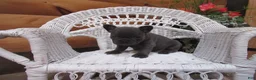 French Bulldog dogs for sale: AKC Bluebell - Ad 8