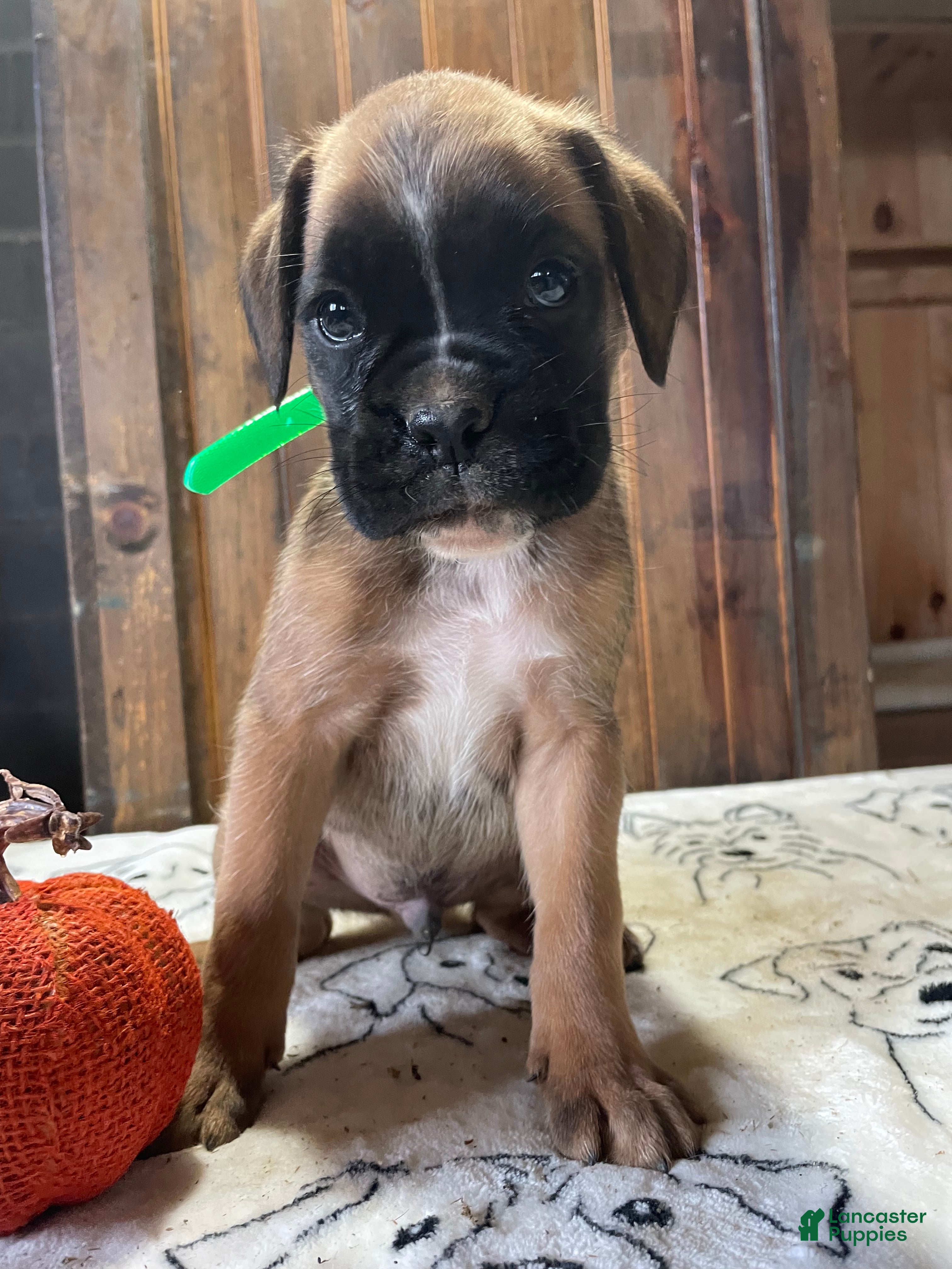 Boxer dogs Graham - Ad 1
