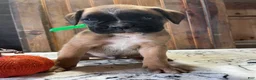 Boxer dogs for sale: Graham - Ad 1