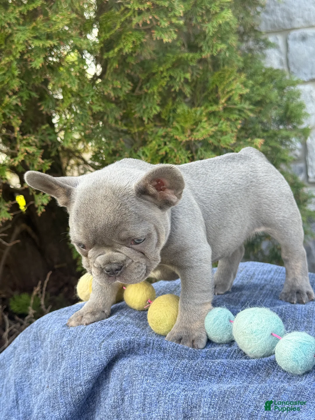 French Bulldog dogs for sale: Bleu - Ad 2
