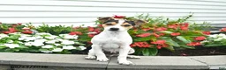 Toy Fox Terrier dogs for sale: Dancer  - Ad 2