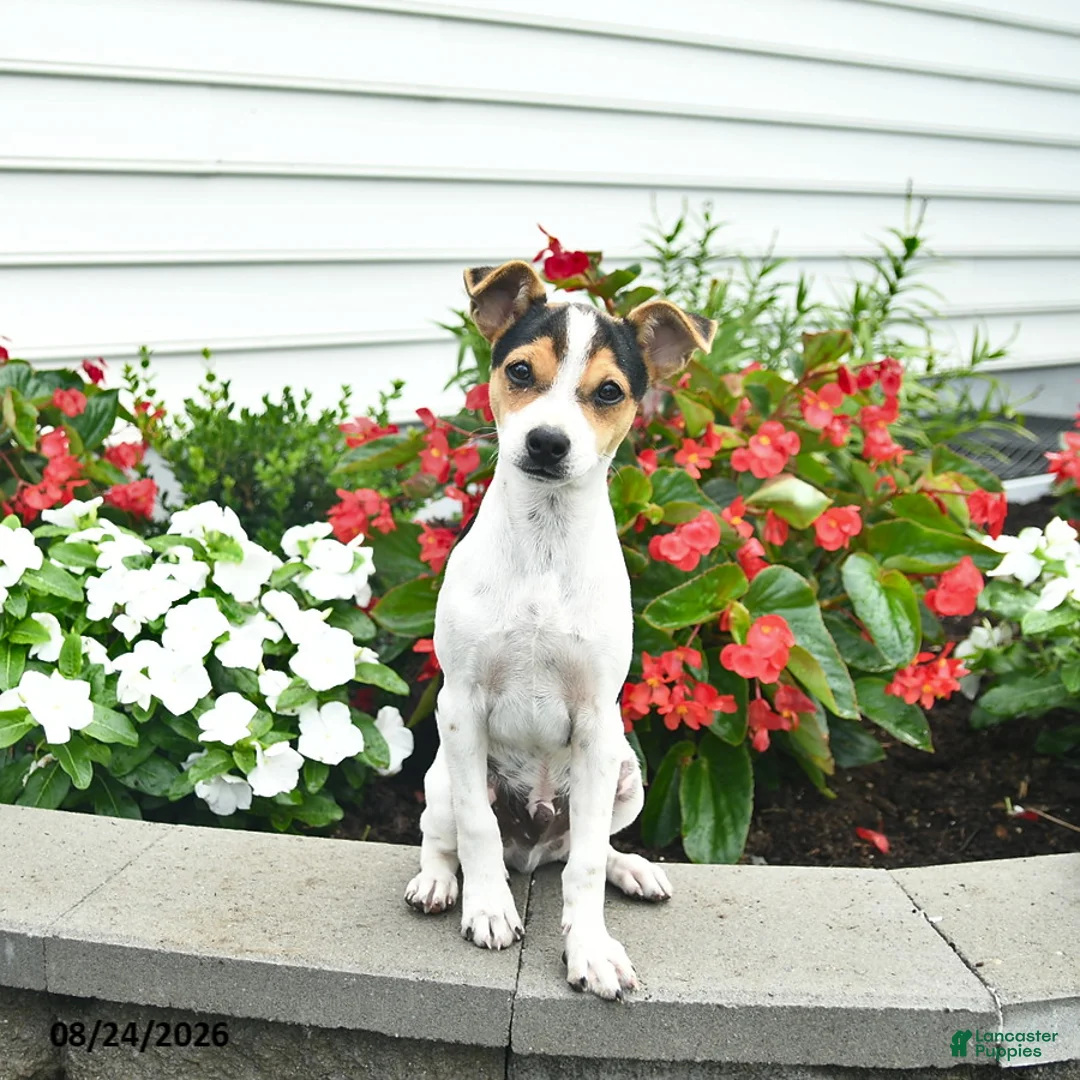 Toy Fox Terrier dogs for sale: Dancer  - Ad 2
