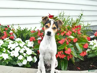 Toy Fox Terrier dogs Dancer - Ad 2