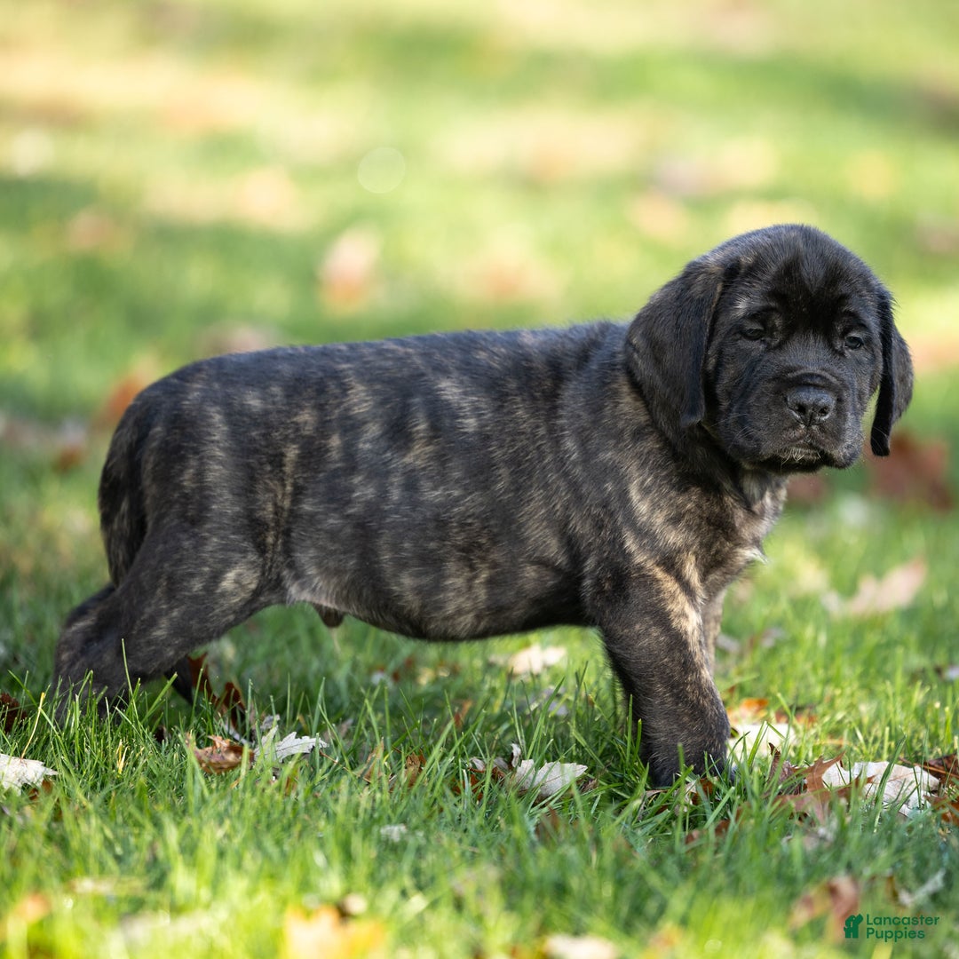 English Mastiff dogs for sale: Buddy - Ad 4