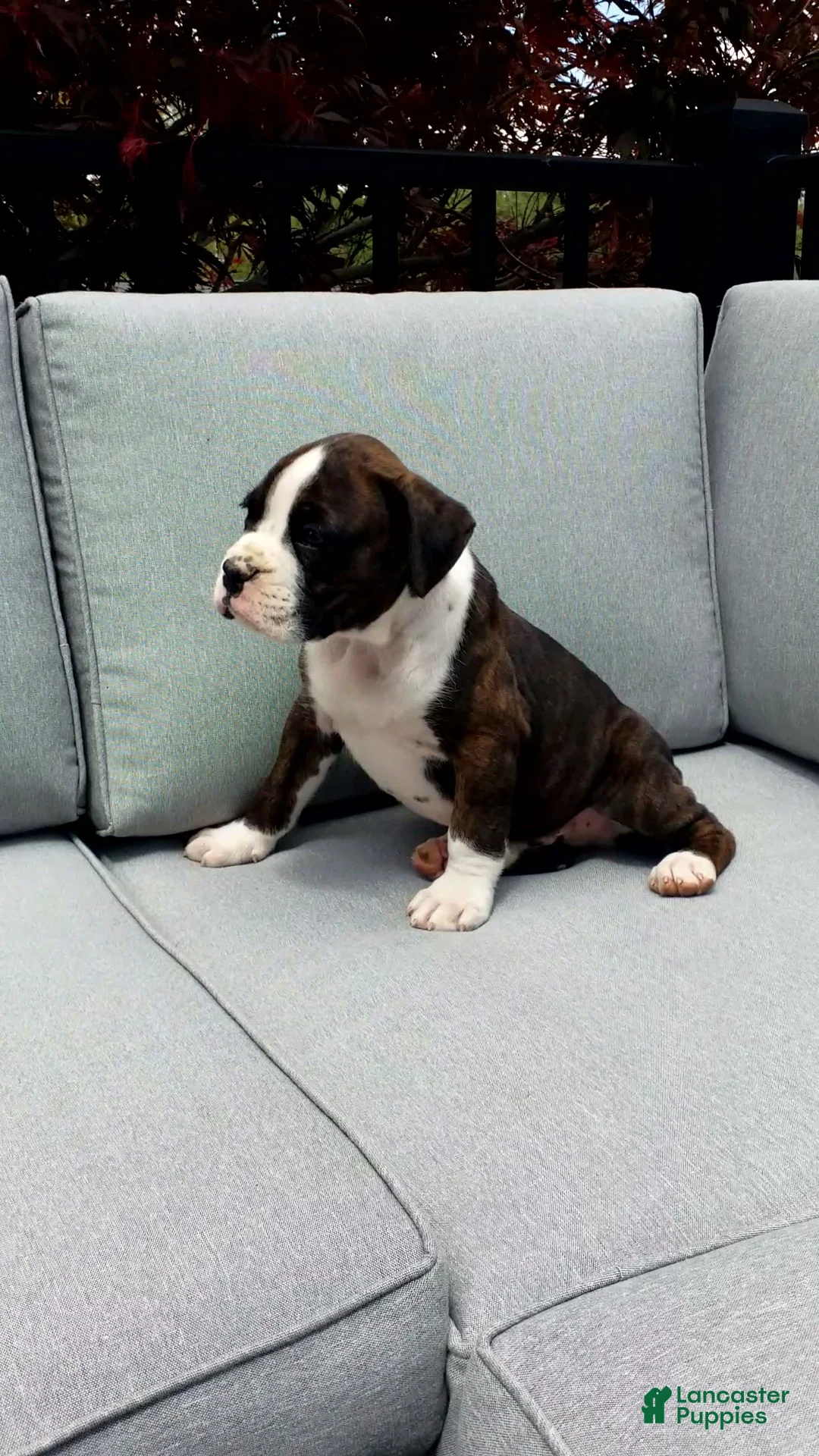 Boxer dogs for sale:  Cooper - Ad 1