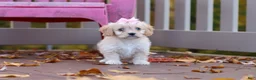 Cavachon dogs for sale: Honey - Ad 4