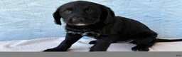 Labradoodle dogs for sale: Labradoodle 1 - Ad 9
