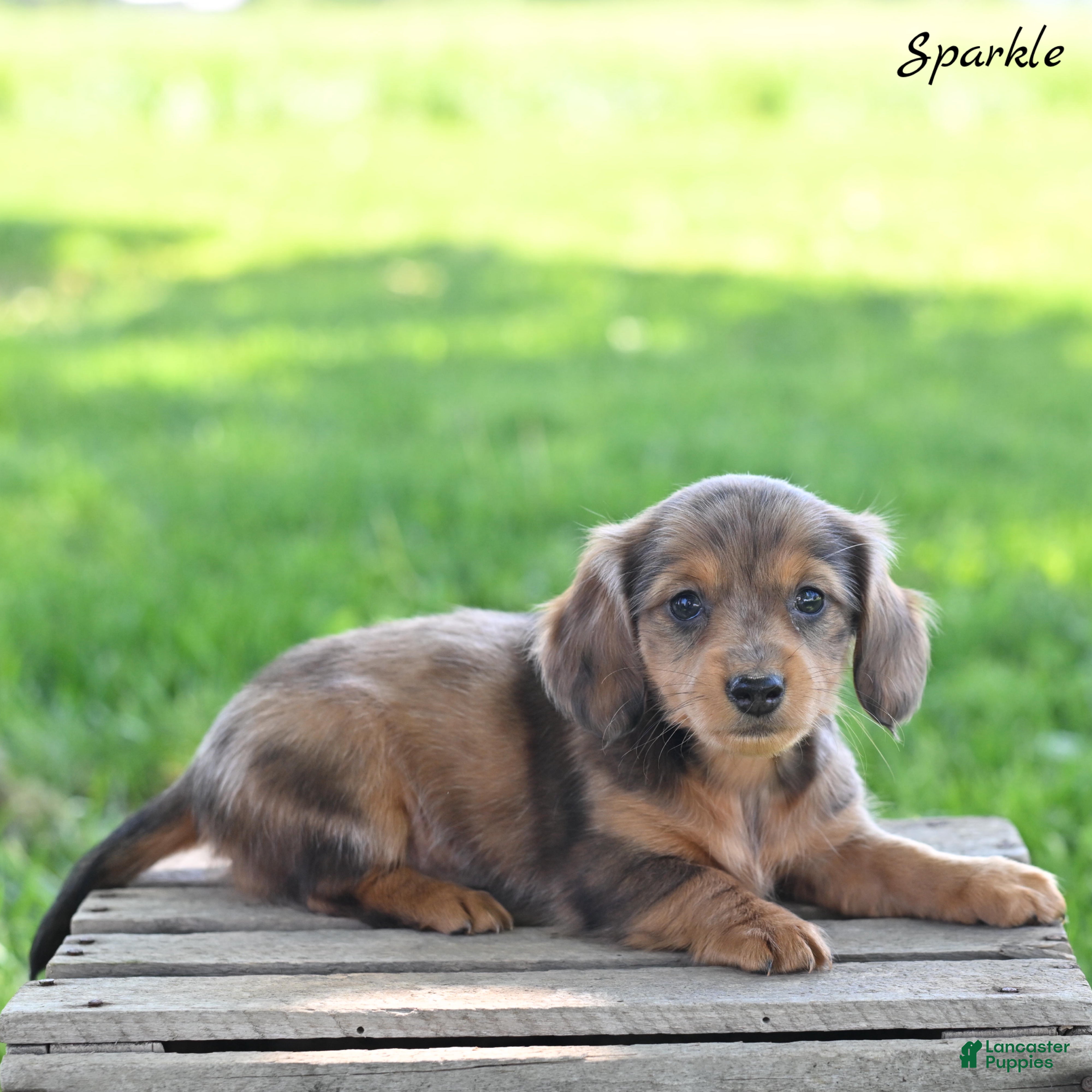 Miniature Dachshund dogs for sale: Sparkle  - Ad 4