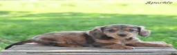 Miniature Dachshund dogs for sale: Sparkle  - Ad 1