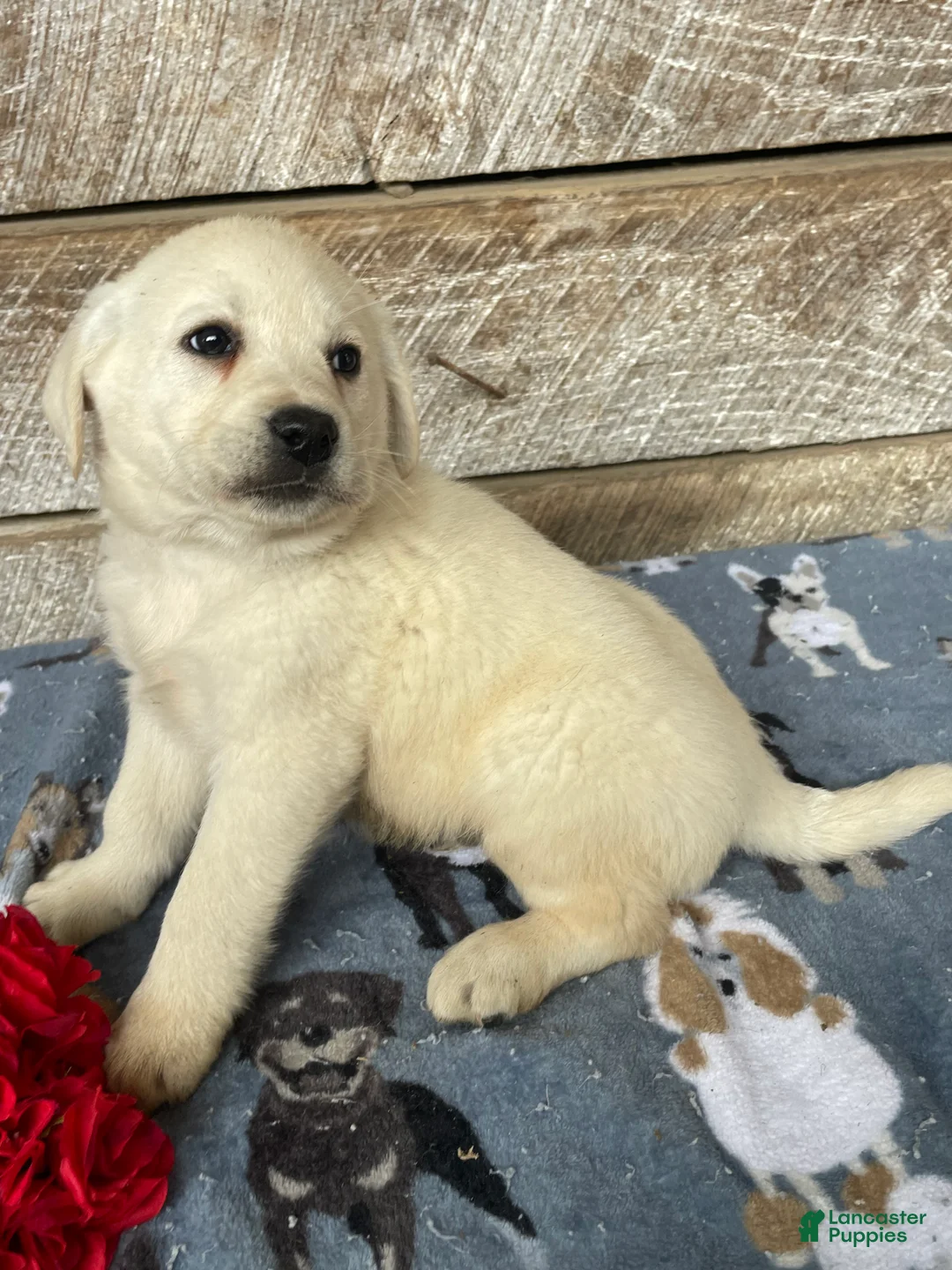 Labrador Retriever dogs for sale: Bear - Ad 2
