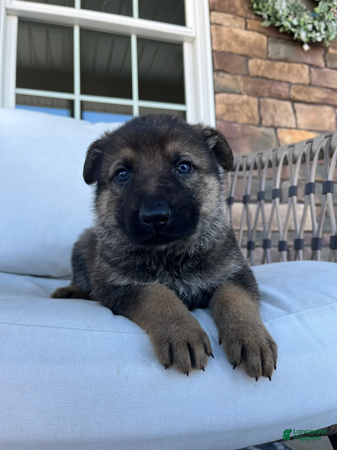 German Shepherd dogs for sale: Marlow - Ad 4