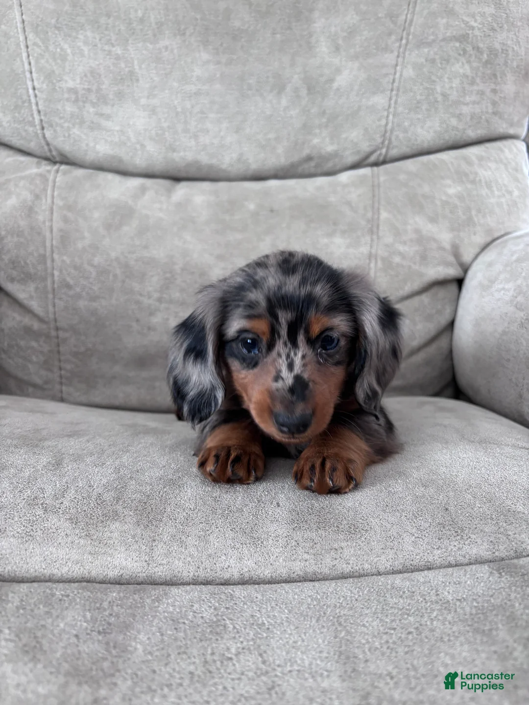 Miniature Dachshund dogs for sale: Rex - Ad 8