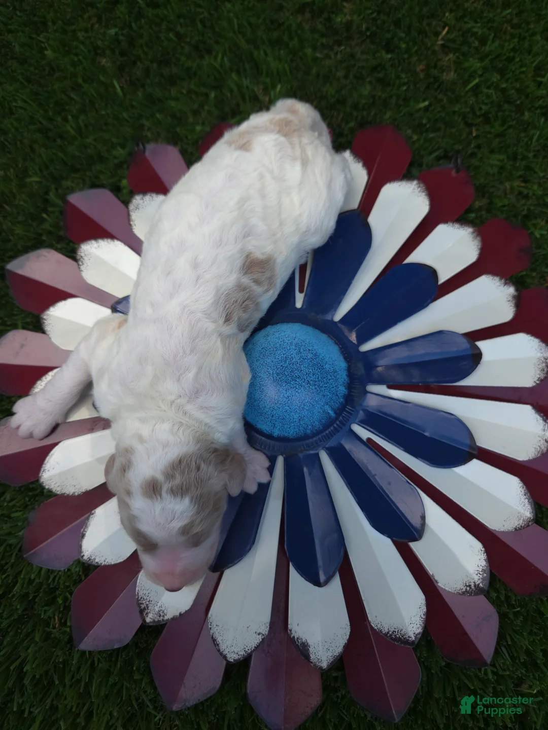 Goldendoodle dogs for sale: Goldendoodle 6 - Ad 2
