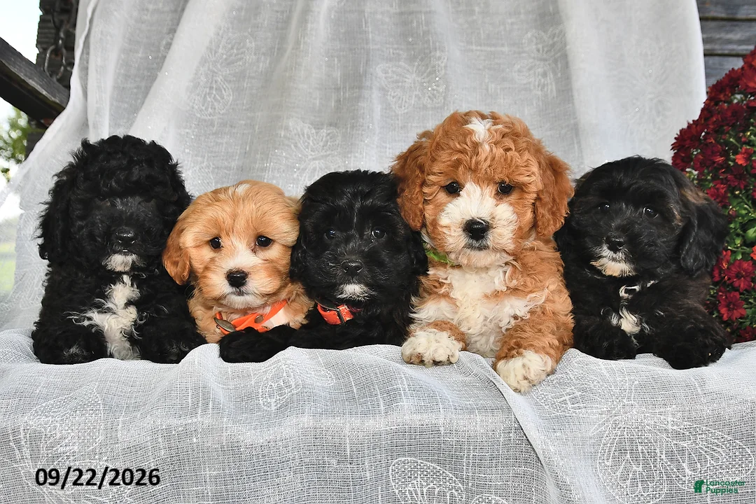 Shihpoo dogs for sale: Marbles  - Ad 3