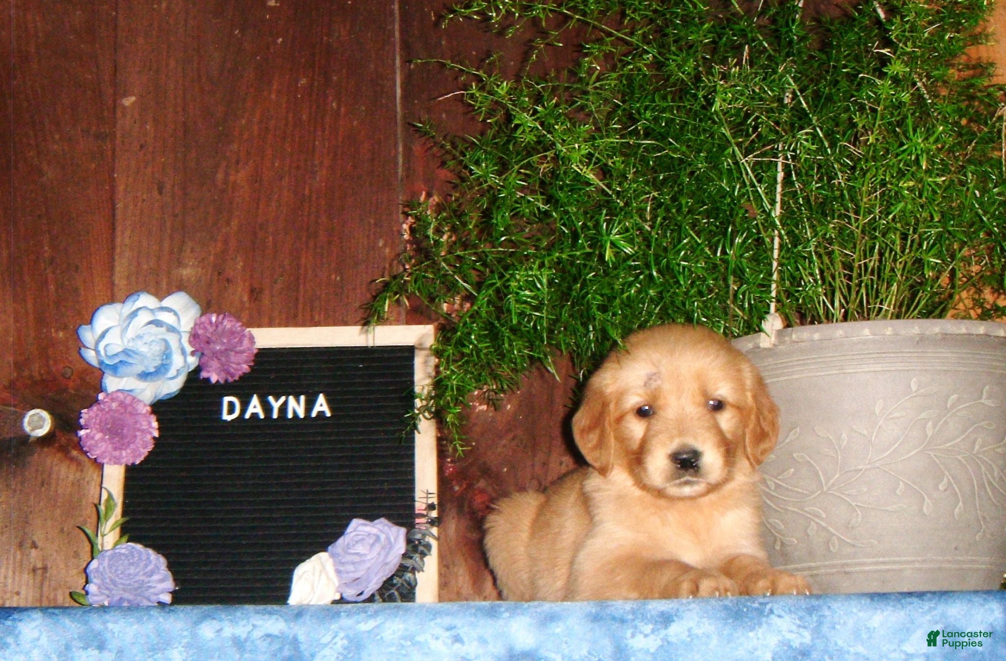 Golden Retriever dogs for sale: Dayna - Ad 4