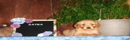 Golden Retriever dogs for sale: Dayna - Ad 1