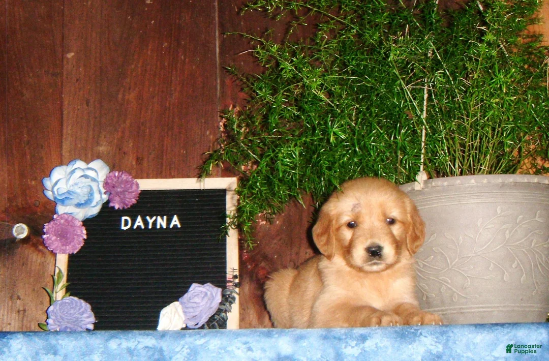 Golden Retriever dogs for sale: Dayna - Ad 1