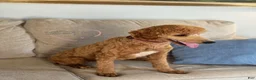 Standard Poodle dogs for sale: Teddy AKC Moyen - Ad 2