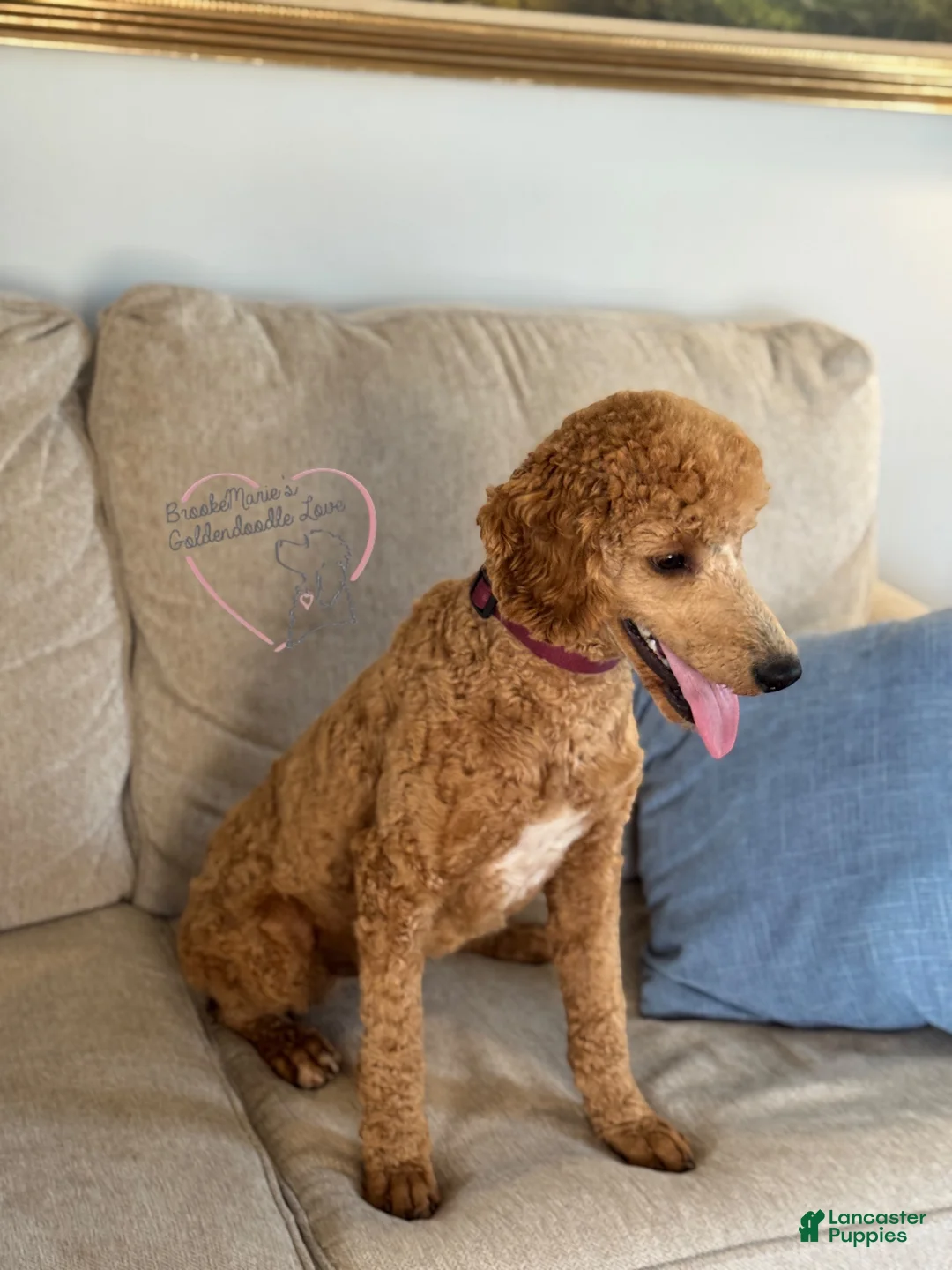 Standard Poodle dogs for sale: Teddy AKC Moyen - Ad 2