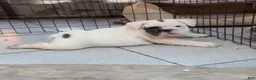 English Bulldog dogs for sale: English Bulldog 1 - Ad 4