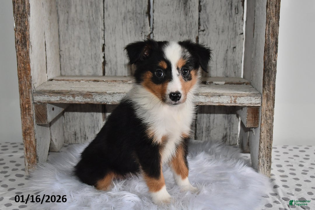 Australian Shepherd dogs for sale: Piper - Ad 2