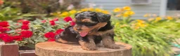 Yorkiepoo dogs for sale: Zane - Ad 7