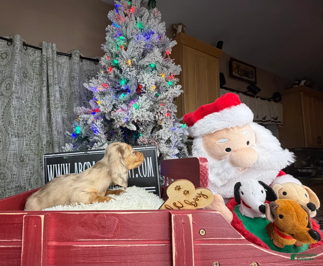 Miniature Dachshund dogs for sale: Bright blue eye - Ad 16