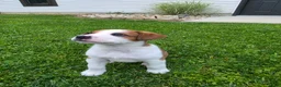 Mixed Breed dogs for sale: Flash - Ad 6