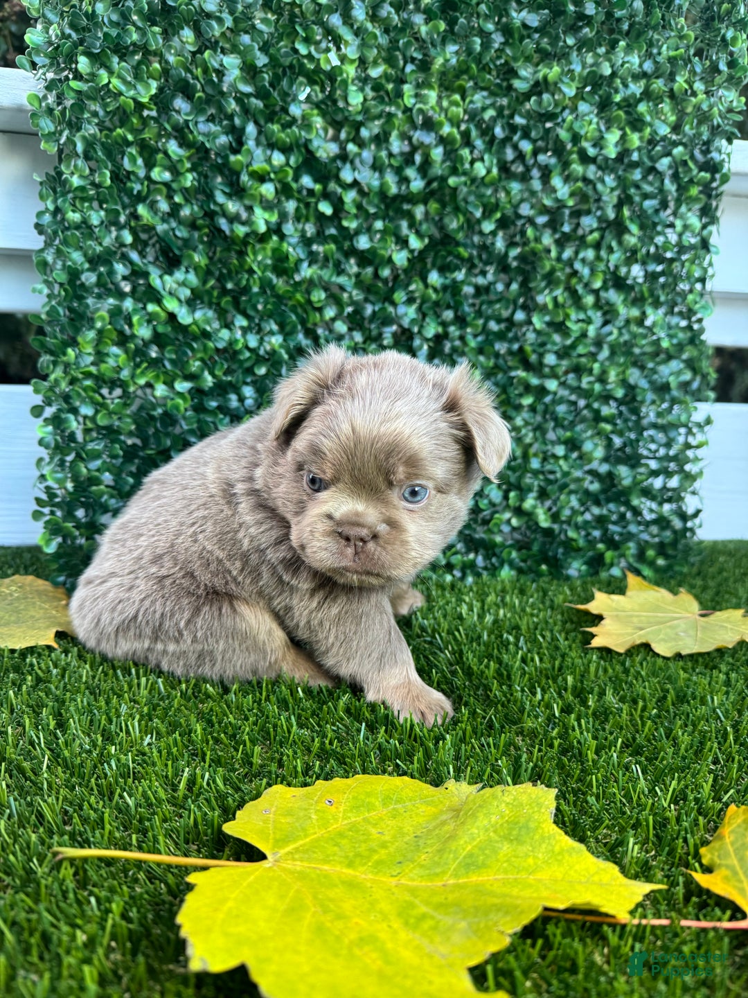 French Bulldog dogs for sale: Sky - Ad 4