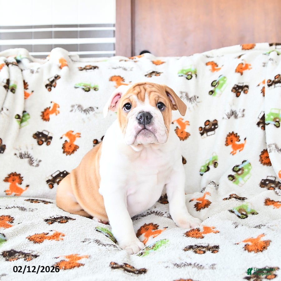 English Bulldog dogs Daisy - Ad 1
