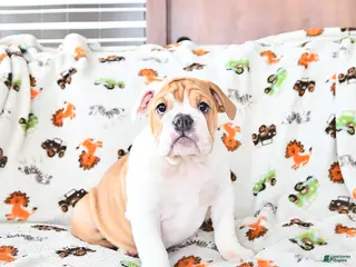 English Bulldog dogs Daisy - Ad 1