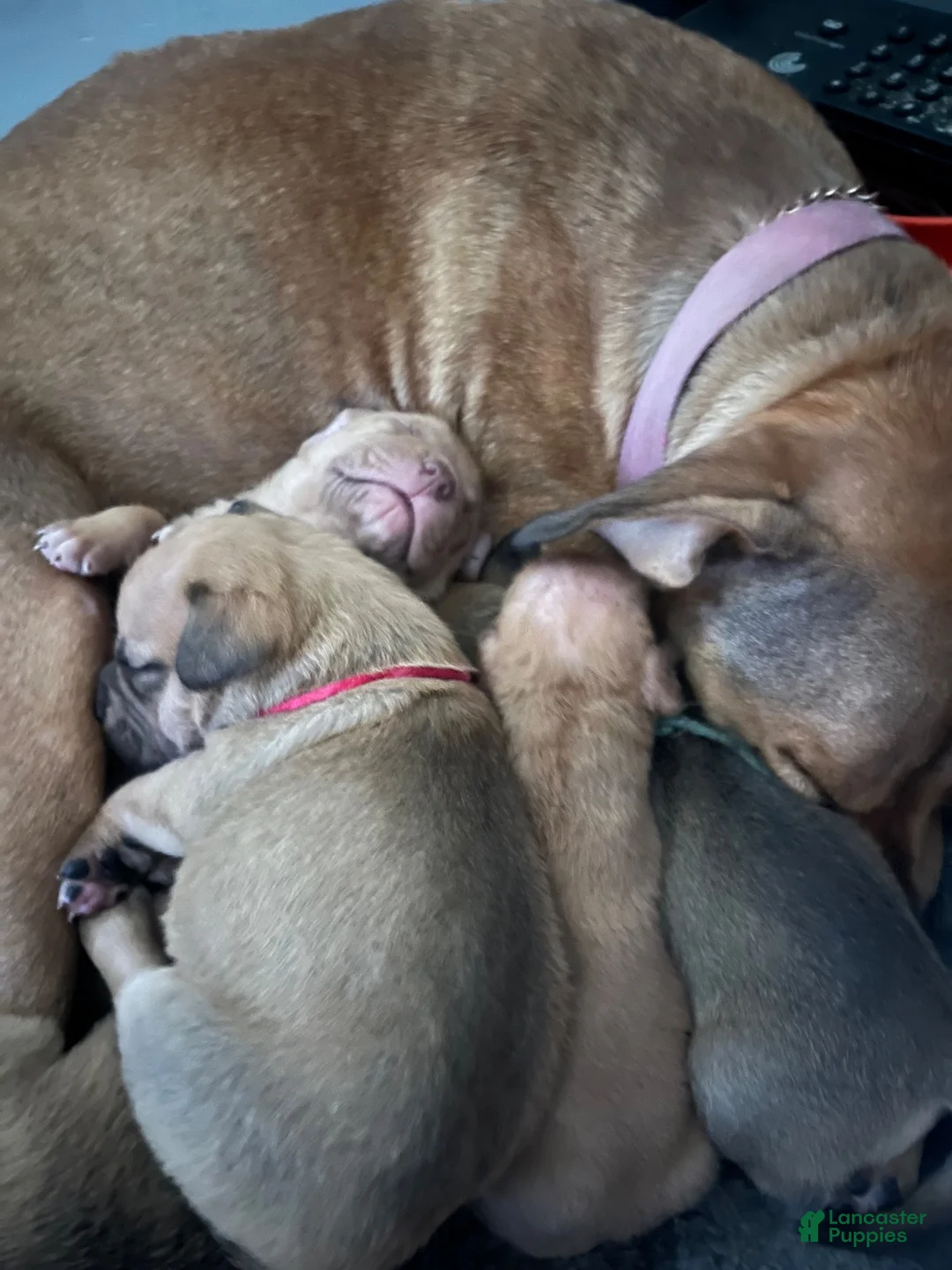 Mixed Breed dogs for sale: Full blooded red nose pit bulls - Ad 2