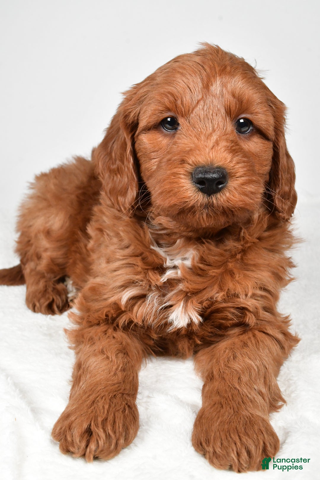 Mini Goldendoodle dogs for sale: Nicholas - Ad 6