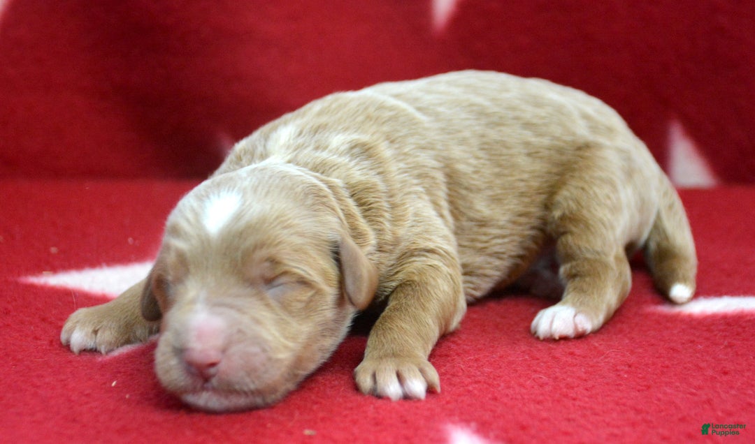 Mini Goldendoodle dogs for sale: Micro Goldendoodle Puppy 1 Don - Ad 2