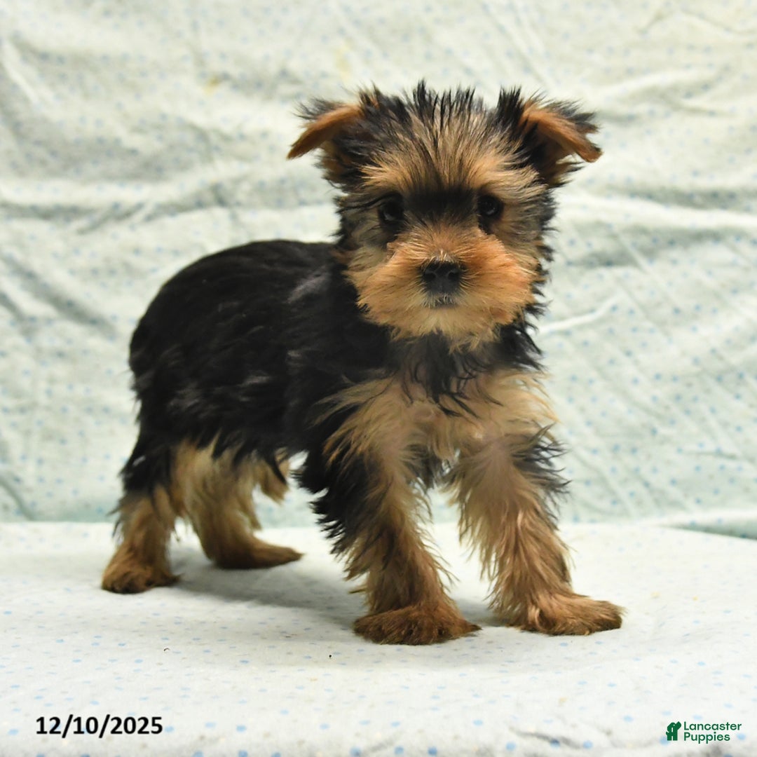 Yorkshire Terrier dogs for sale: Earl - Ad 7