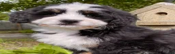 Mini Bernedoodle dogs for sale: 🩷IN BOSTON MASSACHUSETTS AREA🩷TRADITIONAL TRI COLOR🩷MINI BERNEDOODLE🩷 - Ad 9