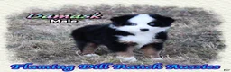 Miniature Australian Shepherd dogs for sale: Damask - Ad 4